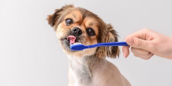 Can you use clearance regular toothpaste on dogs